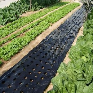 Erbacce eliminate in 24 ore - Telo da giardino 0,95 x 10 m | VEGUARD